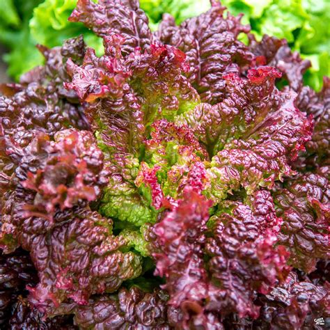 Lettuce 'Lollo Rosso' — Green Acres Nursery & Supply