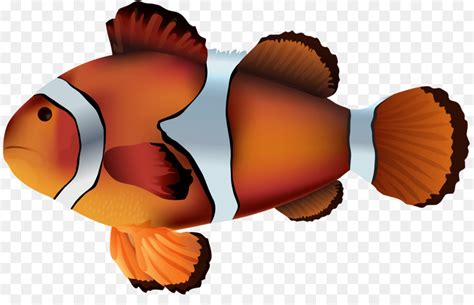 Des Poissons Clowns Anémone De Mer Amphiprion Ocellaris PNG Des