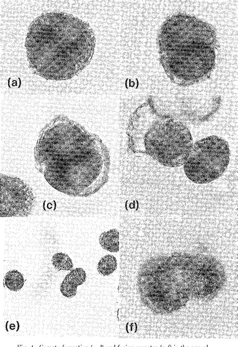 Figure 2 from Life cycle of Peridinium bipes f. occulatum (Dinophyceae ...