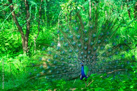 Dancing Peacock In Rainy Season