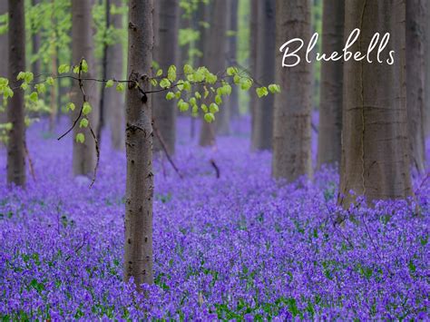 Bluebells