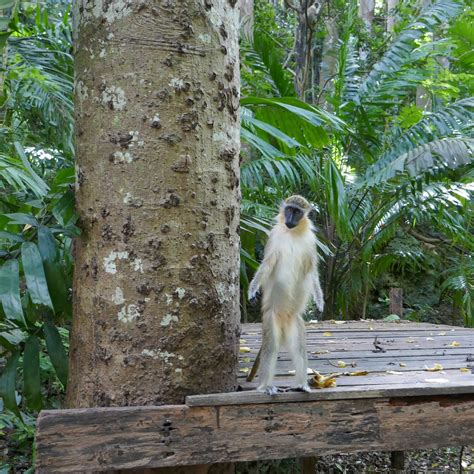 Barbados Sustainability and Ecotourism