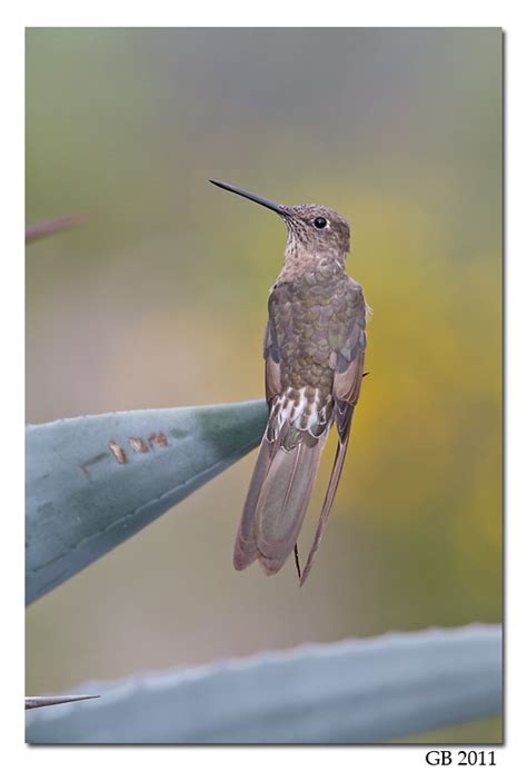 GIANT HUMMINGBIRD