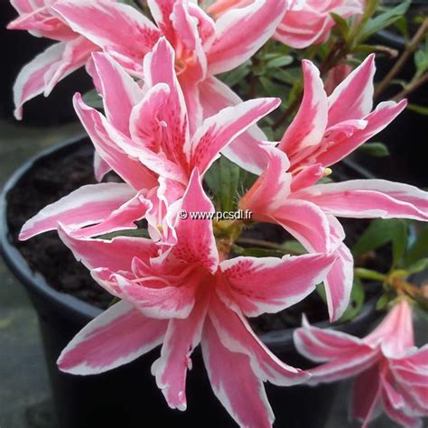 Rhododendron Azalée Persistante Pink Spider Tous Les Arbustes Pépinières Côte Sud Des Landes