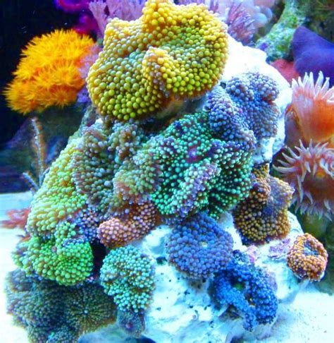 Ricordea Skittles Rock - Ricordea - Gallery | Saltwater aquarium ...