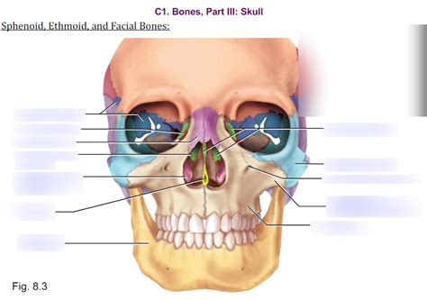 Sphenoid Ethmoid And Facial Bones Diagram Quizlet