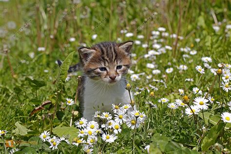 Hauskatze Jungtier Bild Bestellen Naturbilder Bei Wildlife Media