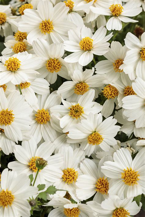 Bidens Hybrid Campfire Marshmallow Pleasant View Gardens