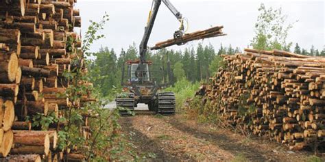 Sector forestal proyecta en más de US 5 000 millones el valor de las