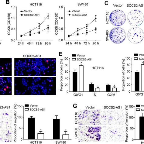 SOCS2 AS1 Overexpression Inhibited CRC Proliferation Migration And