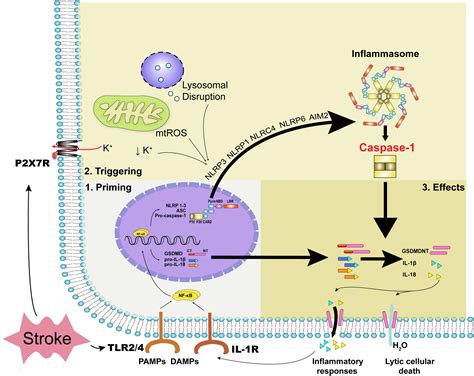 Frontiers Caspase 1 A Promising Target For Preserving BloodBrain