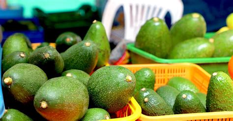 Oficializan inicio de campaña de exportación de palta peruana