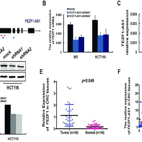 Konckdown Of FEZF1 AS1 Decreased The Expression Of FEZF1 A Schematic