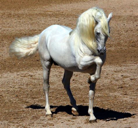 Andalusian Horse Breed Information, History, Videos, Pictures