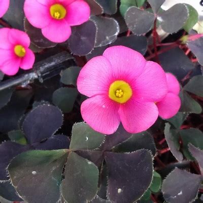 Кислица пурпурная Oxalis purpurea