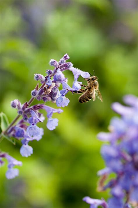 Hybrid Katzenminze Nepeta X Faassenii Bild Kaufen 13653302