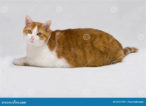 Obese Orange Cats