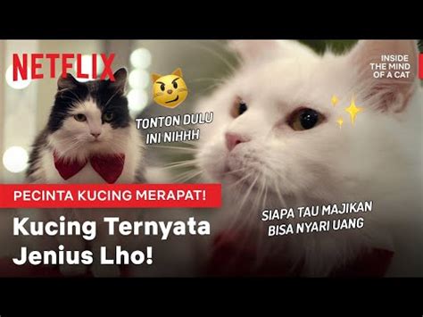 Jangan Bilang Suka Kucing Kalo Belom Nonton Ini Inside The Mind Of A