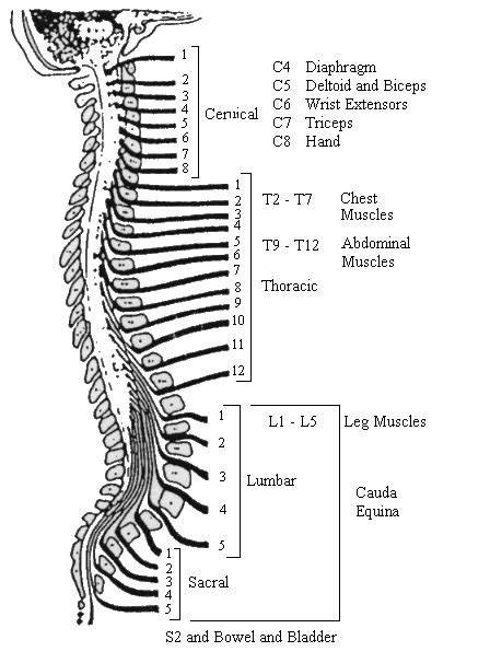 number of vertebrae