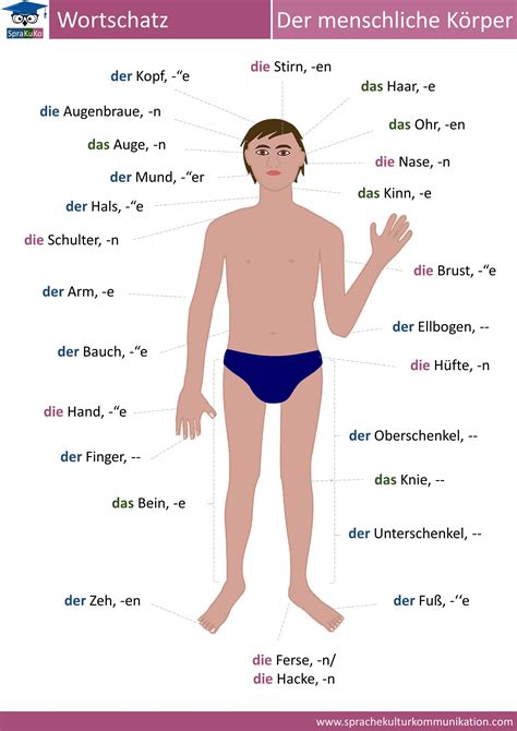 25 Der menschliche Körper Deutsch lernen Deutsch lernen für