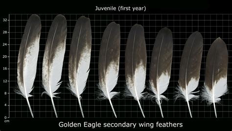 Golden Eagle Feather Identification