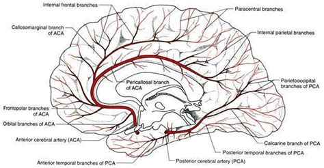 Pictures Of Anterior Cerebral Artery