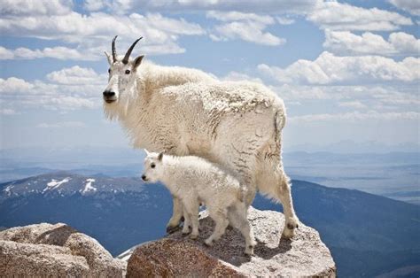 Mountain Goat