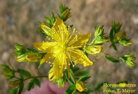 Flores Y Plantas Silvestres Hypericum Perforatum Hip Rico