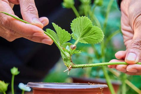 Strawberry Propagation