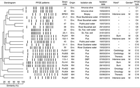 Dendrogram Of Environmental And Clinical P Aeruginosa Isolates After