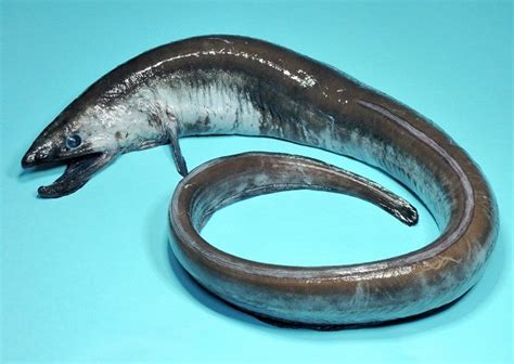 Amid Poor Eel Catches Strange Deep Sea Fish Steals Spotlight The