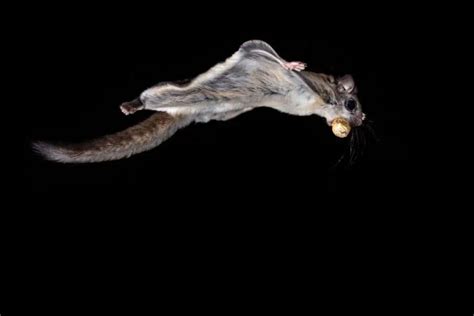 25 Interesting Facts About Flying Squirrels (With Pictures) - Wildlife ...