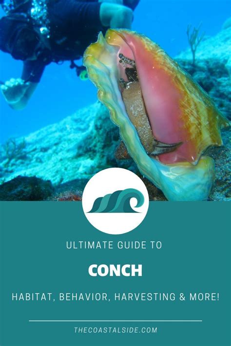 Conch Guide: Habitat, Behavior, Harvesting & More | The Coastal Side | Habitats, Conch, Inshore