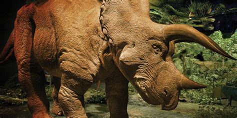 Dinosaurs Like Triceratops Had Horns To Attract Mates Not Fight