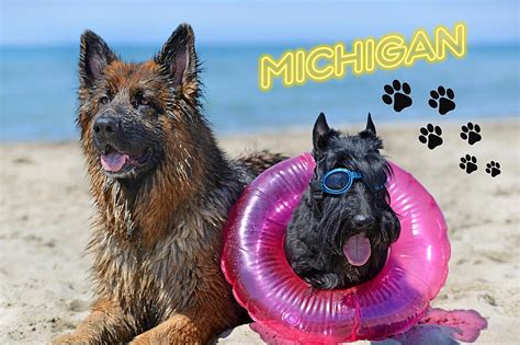 Take Your Pup for a Swim at These Pet-Friendly Michigan Beaches