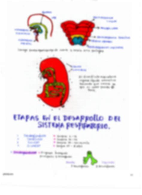 SOLUTION Rosero Erazo Daniela Delrosario Sistema Respiratorio Studypool