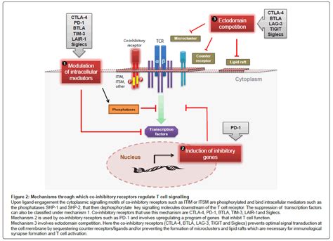 Clinical Cellular Immunology Molecules Downstream