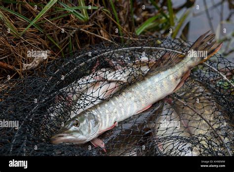 Freshwater Northern Pike Fish Know As Esox Lucius Lying In Landing Net