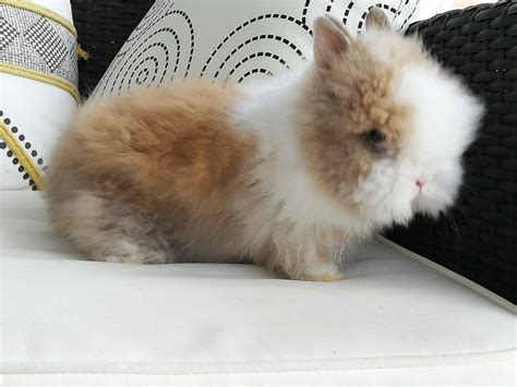 bébé lapin nain teddy angora unCompagnon fr