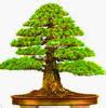 Japanese Bonsai Tree Seeds Pcs Pure Bonsai