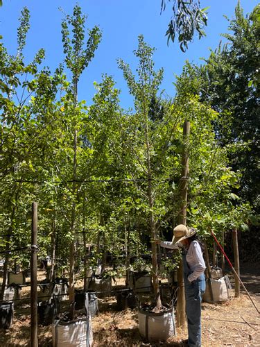 GINKGO Vivero Antu