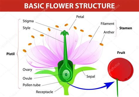 Diagram Of Flower Anatomy | Best Flower Site