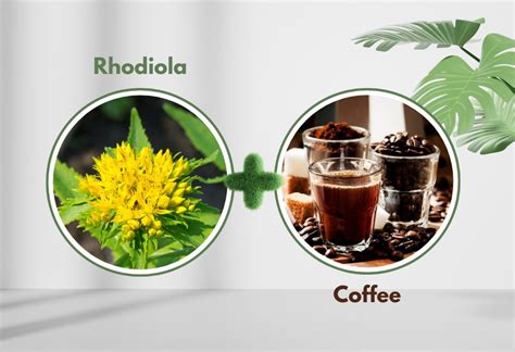 Can You Take Rhodiola With Coffee How To Combine Effectively