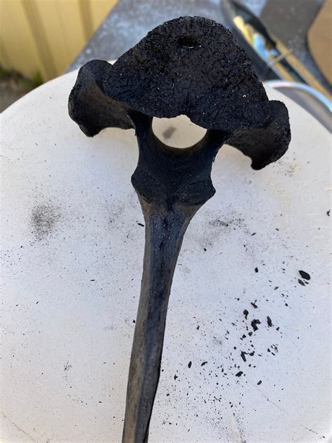 Bone Black Pigment From Charred Animal Bones - Etsy