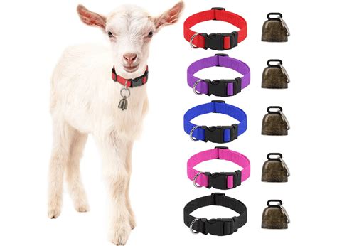 Cuddle Up Our Pick Of The Best 5 Goat Collars