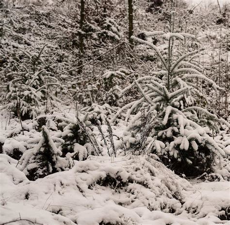 Schneefall in Niedersachen Thüringen und dem Saarland WELT