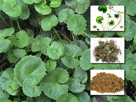 Centella Asiatica Extract Purity(%): 95 at Best Price in Baise ...