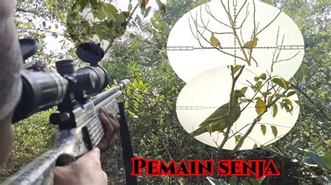 BERBURU PUNAI KALIMANTAN Mantap Sama Si Bocil YouTube