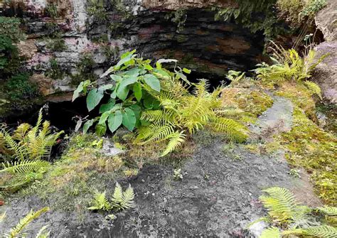 Cenote Saamal Valladolid Ultimate Visitors Guide