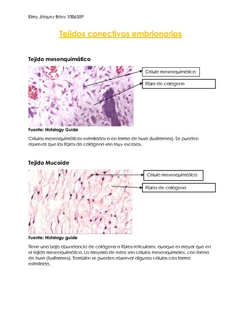 SOLUTION Tejido Conectivo Histologia Studypool